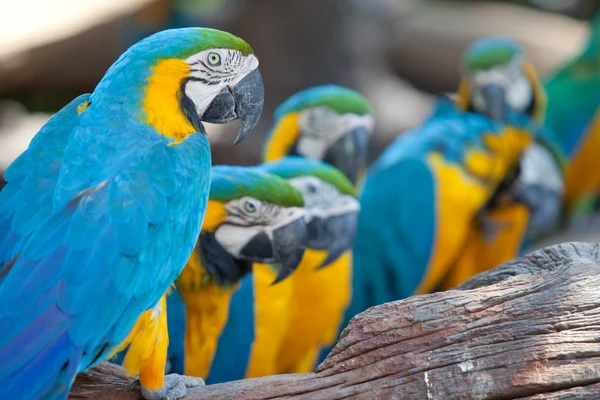 Guacamayos escarlata — Foto de Stock