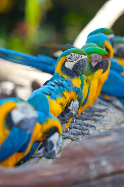 Dieprode macaws — Stockfoto