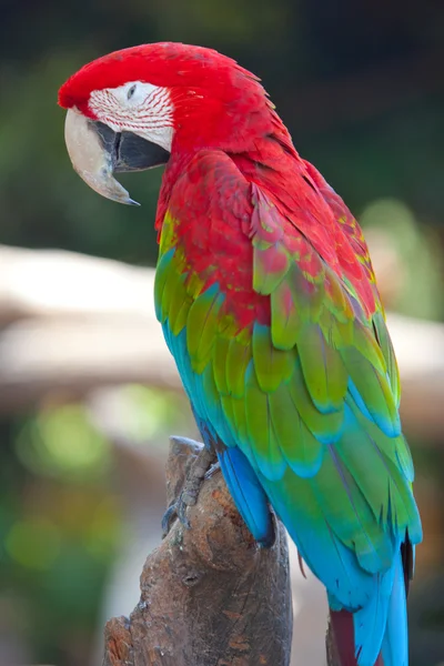 緋色のコンゴウインコ — ストック写真