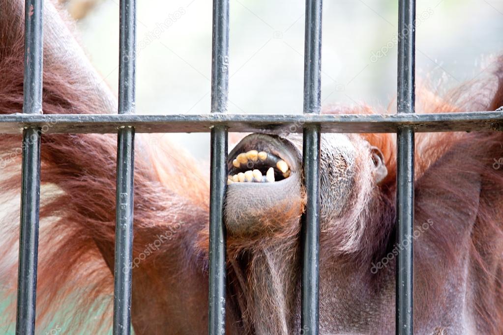 orangutan in captivity