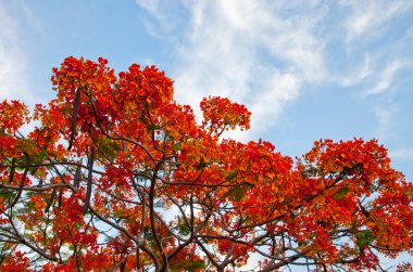 Royal Poinciana clipart