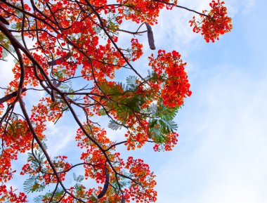 Royal Poinciana