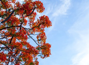 Royal Poinciana