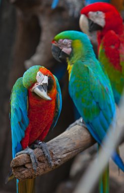güzel kırmızı macaws