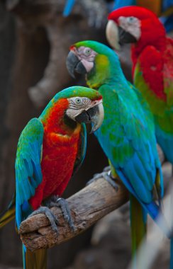 güzel kırmızı macaws