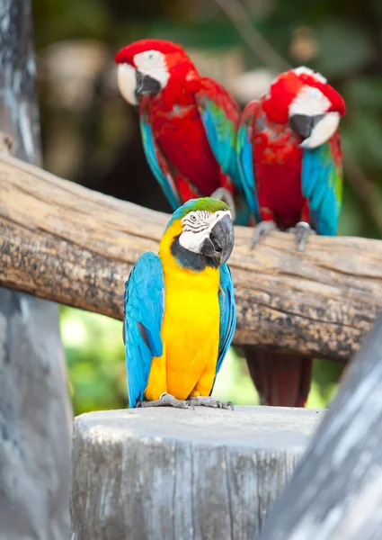 Güzel kırmızı macaws — Stok fotoğraf