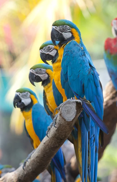 Güzel kırmızı macaws — Stok fotoğraf