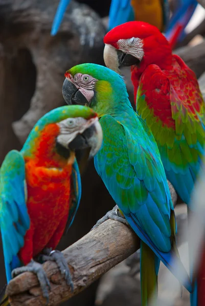 Güzel kırmızı macaws — Stok fotoğraf
