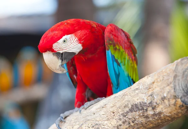 Mooie dieprode macaws — Stockfoto