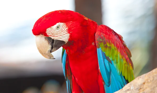 Guacamayos escarlata hermosa — Foto de Stock