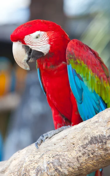 Güzel kırmızı macaws — Stok fotoğraf