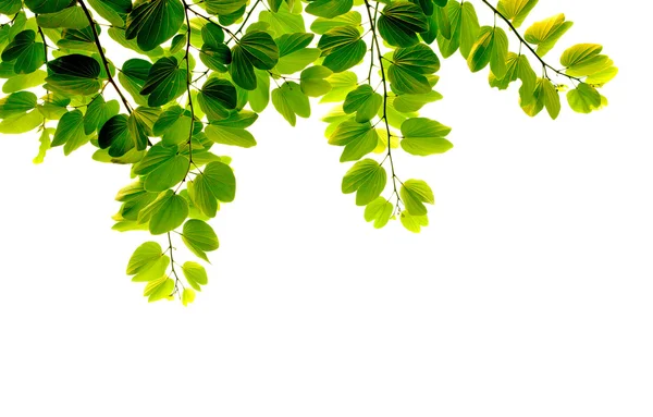 Feuilles vertes fraîches sur fond blanc Photos De Stock Libres De Droits