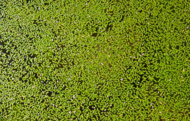 Sivrisinek eğreltiotu