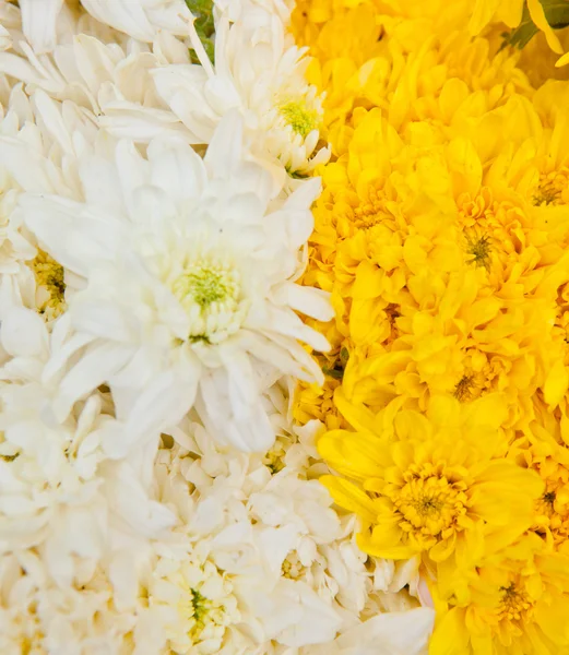 Chrysanthemums — Stock Photo, Image