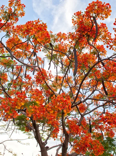 Poinciana Real — Fotografia de Stock