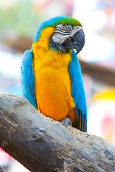 Guacamayo escarlata hermosa — Foto de Stock