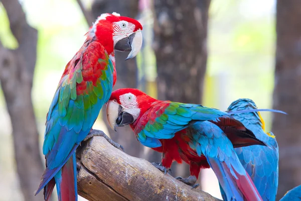 Güzel kırmızı Amerika papağanı — Stok fotoğraf