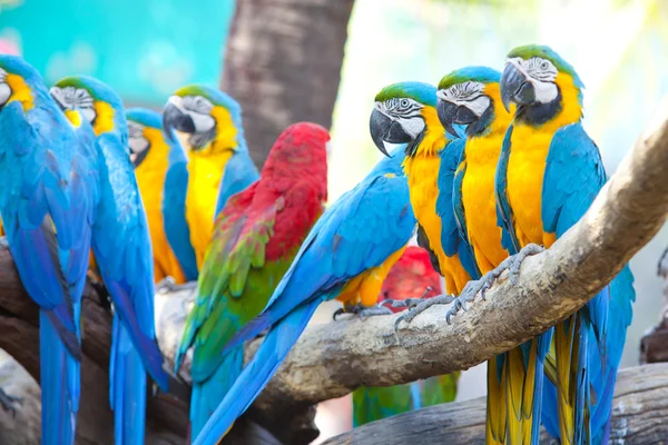 Gyönyörű Ara papagáj — Stock Fotó