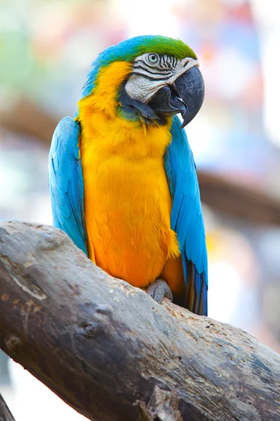 Beautiful scarlet macaw — Stock Photo, Image