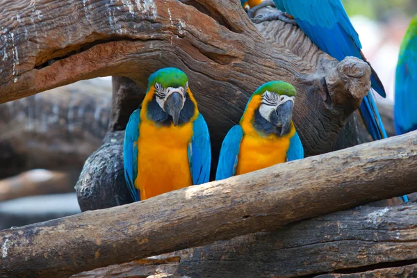Güzel kırmızı Amerika papağanı Telifsiz Stok Imajlar