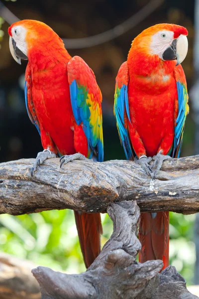 美しい緋色のコンゴウインコ — ストック写真