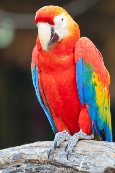 美しい緋色のコンゴウインコ — ストック写真
