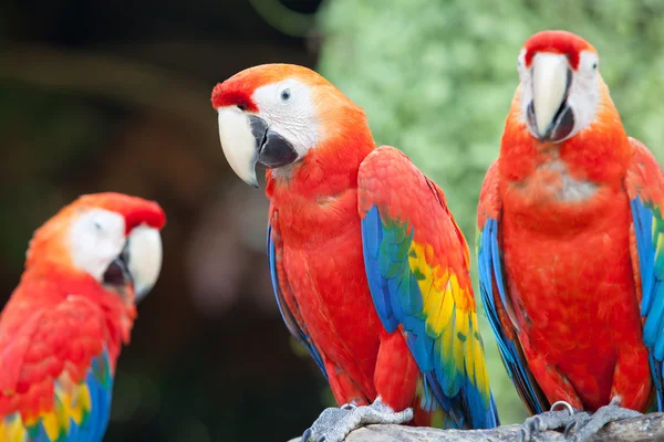 Guacamayo escarlata hermosa —  Fotos de Stock