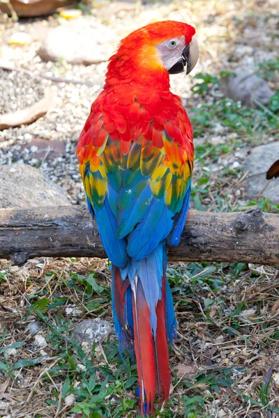 Guacamayo escarlata hermosa —  Fotos de Stock