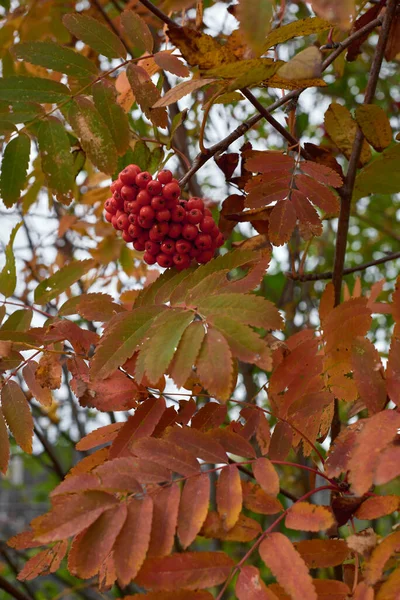 Ashberry Herfst Bladeren Achtergrond — Stockfoto