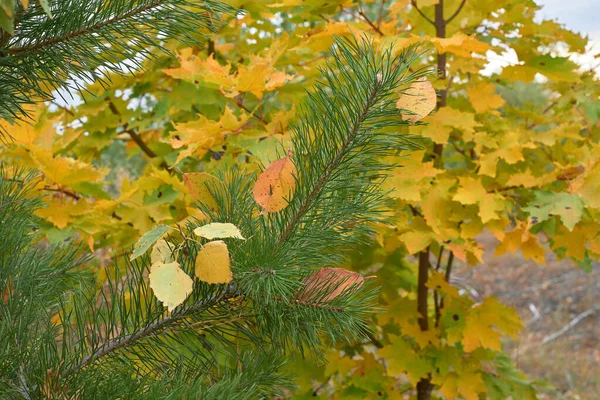 Høstblader Skogen – stockfoto