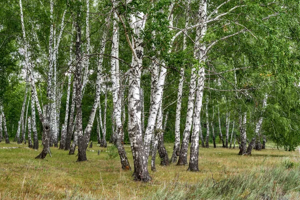 Birch Grove Spring — Stock Photo, Image