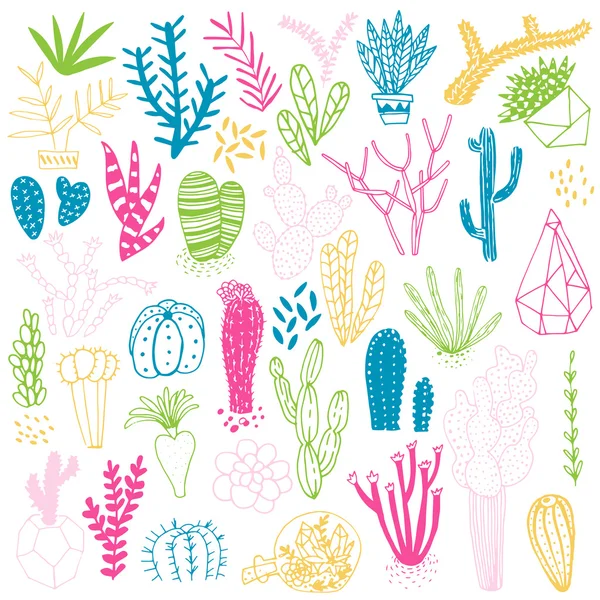 Hand drawn cactus and succulents. — Stock Vector
