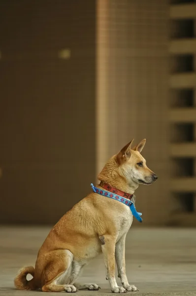 Tailandés perro doméstico sentarse y esperar más comando — Foto de Stock
