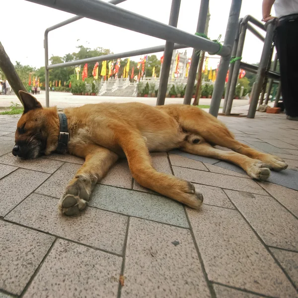 Perro marrón está durmiendo en el pavimento — Foto de Stock