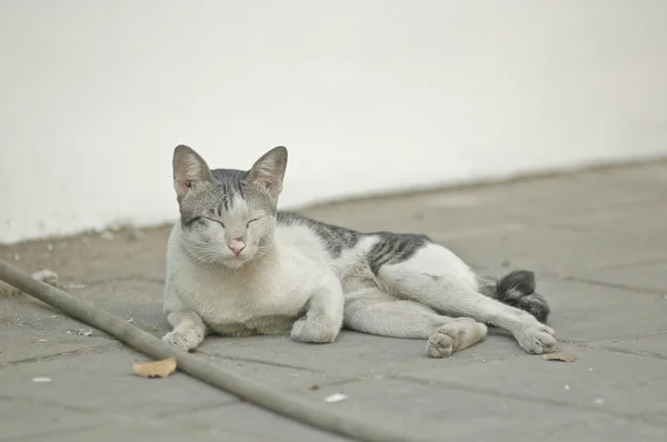 Gato de rua sonolento que estabelece — Fotografia de Stock
