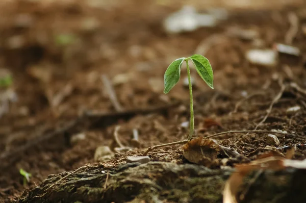 Harapan baru dari tumbuh tanaman kecil dari bumi — Stok Foto