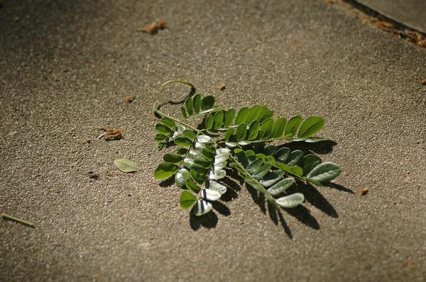 Hoja de árbol caído lluvia —  Fotos de Stock