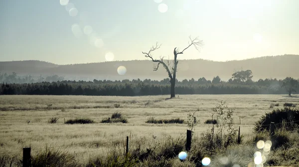 Савана grassland коричневий поля з Мертве дерево — стокове фото