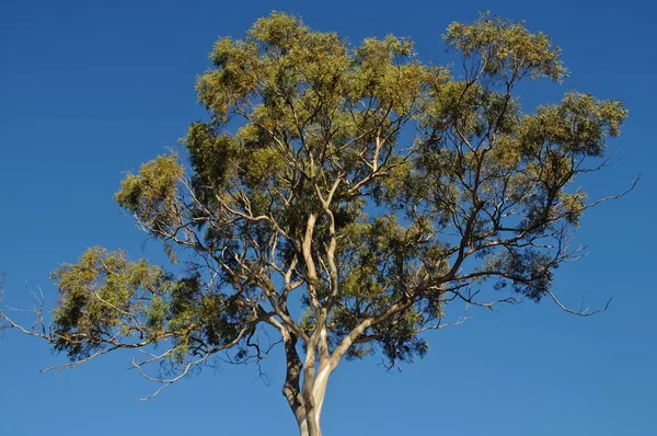 Árbol de goma alta en Tasmania Australia en verano — Foto de Stock