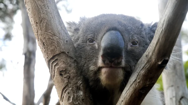Koala se nudit v Austrálii — Stock fotografie
