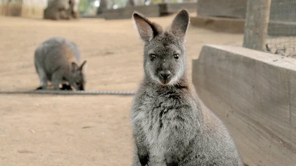 Niedliches Wallaby starrt mit verwirrtem Gesicht — Stockfoto