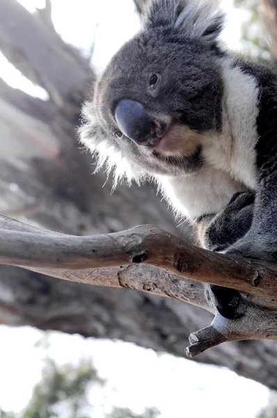 Curioso koala en una rama de chicle en Australia —  Fotos de Stock