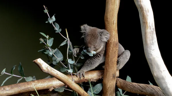 Niedlicher grauer australischer Koala — Stockfoto