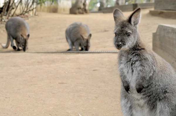 Niedliches Wallaby starrt mit verwirrtem Gesicht — Stockfoto