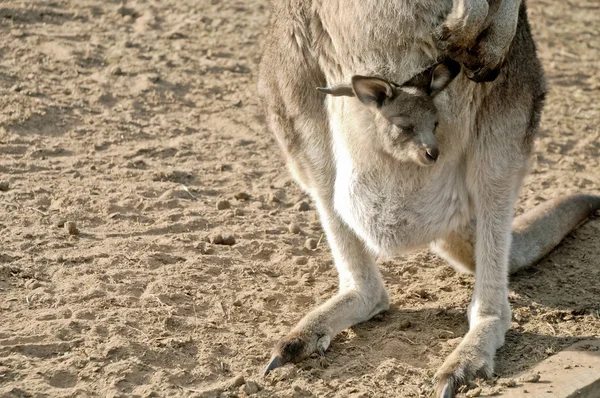 Pequeño joey canguro en una bolsa —  Fotos de Stock