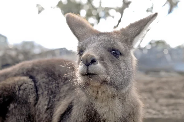 Braunes Känguru blickt auf — Stockfoto