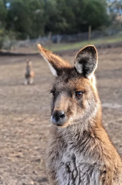 Retrato de hermosa mujer canguro australiano —  Fotos de Stock