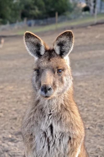 Portrait of Australian brown Kangaroo — Stock fotografie