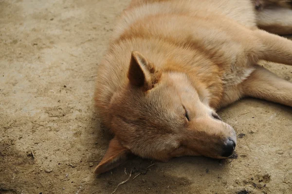 Vietnamita marrón perro durmiendo bajo el sol — Foto de Stock