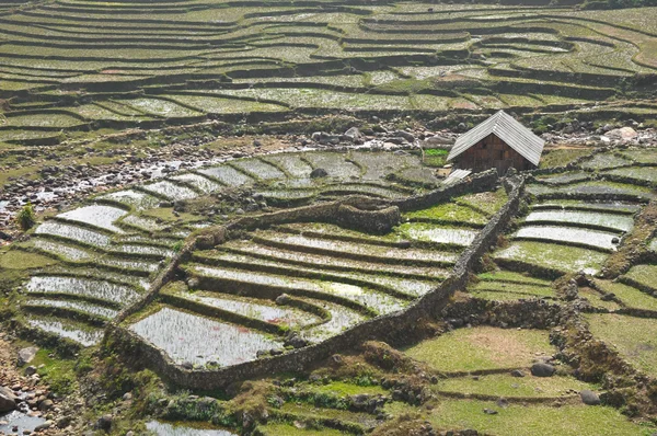 Vietnam Dağı'nda çiftçi kabinli tarım pirinç — Stok fotoğraf
